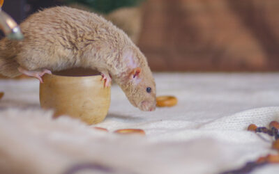 Why It’s Important to Hire a Wildlife Removal Specialist