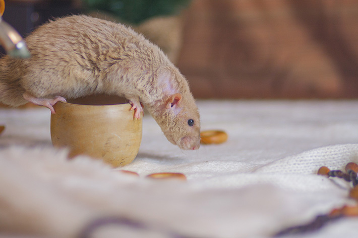 critter-infestation-scottsdale-arizona-wildlife-removal-services