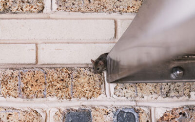 How to Tell It’s Time to Call Wildlife Removal Pros