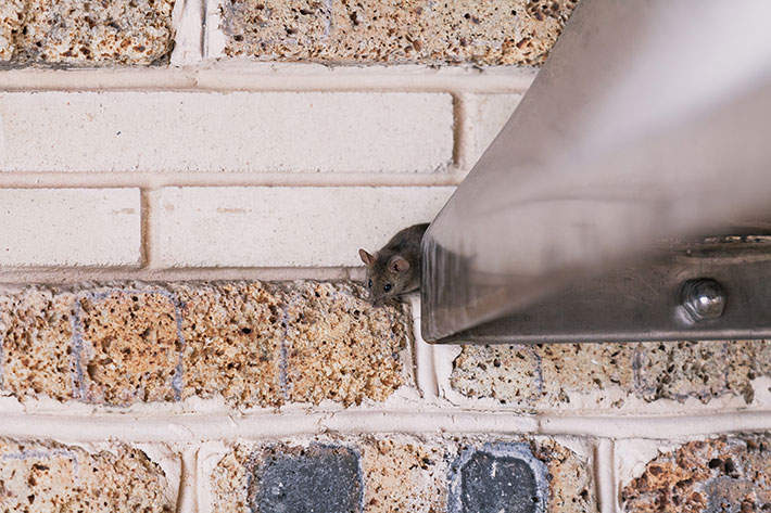 How to Tell It’s Time to Call Wildlife Removal Pros