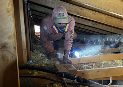 attic-inspection-for-animals