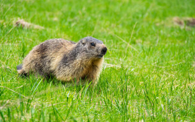 Meet the Groundhog: Habits, Hazards & Humane Removal