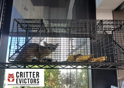 ringtail-relocation-from-office-lobby