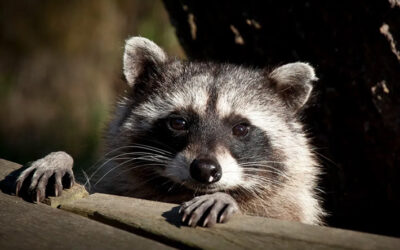 DIY vs. Pros: Why Wildlife Removal Is a Safety Issue