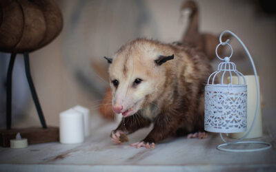 Got Opossums? Safe & Humane Wildlife Removal Services