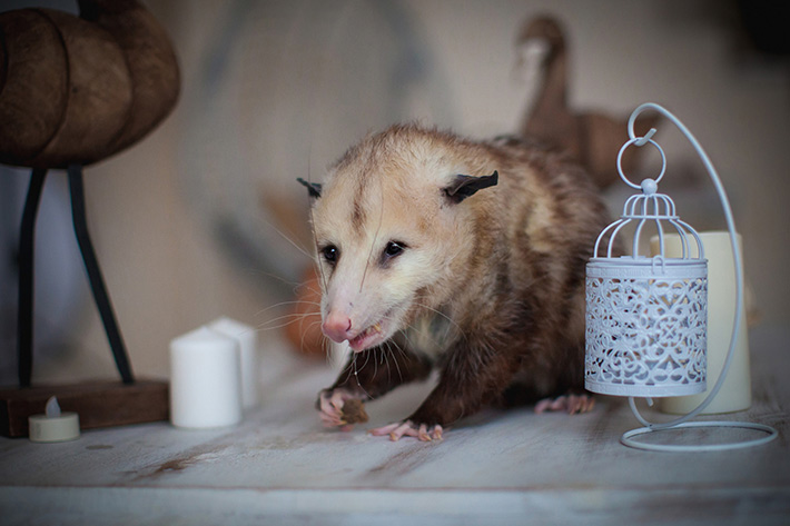 Got Opossums? Safe & Humane Wildlife Removal Services