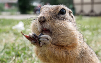 How to Protect Your Arizona Home from Winter Pests