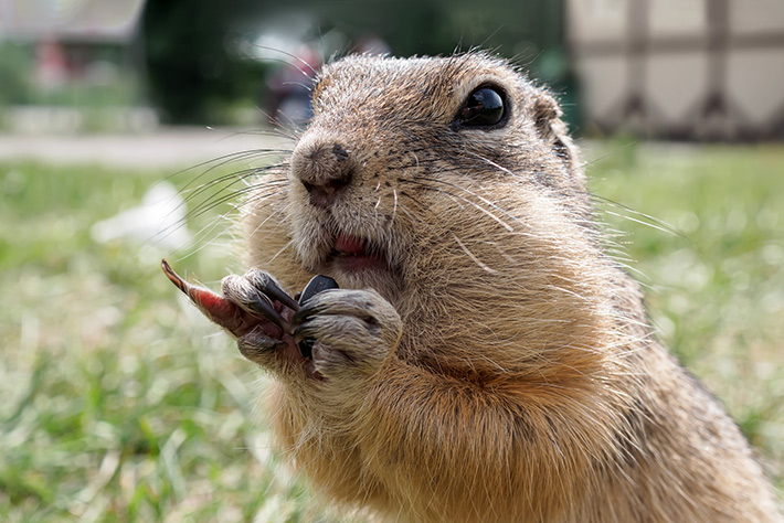 How to Protect Your Arizona Home from Winter Pests