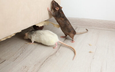 Cool Weather Critters: Fall & Winter Wildlife Removal in Arizona