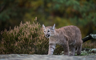 A Few Key Wildlife Rules in Arizona