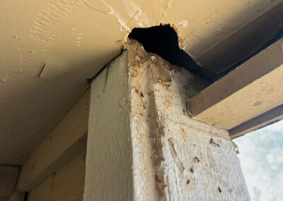 damage-from-critters-in-home