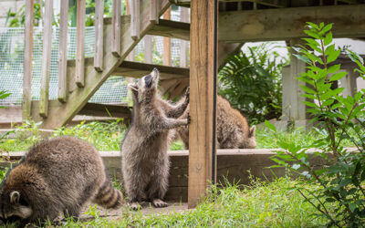 Why You Shouldn’t Feed Wildlife