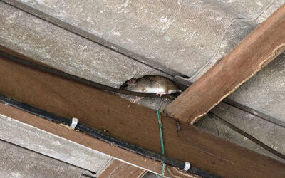 3 Annoying Pests You May Attract to Your Arizona Home This Winter