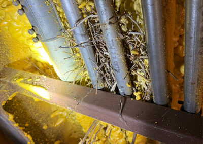 critter-setting-up-nest-inside-home