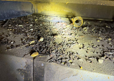 evidence-of-unwanted-wildlife-in-residence