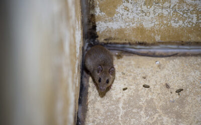 Rat Infestations in Arizona Homes: What to Do Next