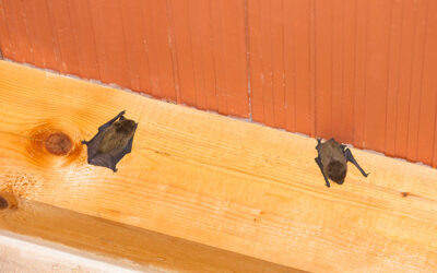 Wildlife by Season: What to Expect Year-Round