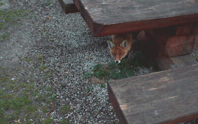 Humane Wildlife Removal: Why DIY Trapping Can Make Things Worse