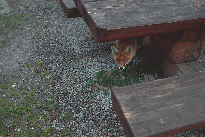 Humane Wildlife Removal: Why DIY Trapping Can Make Things Worse