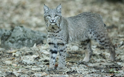 Bobcats Near Your Property? What to Know and What to Do