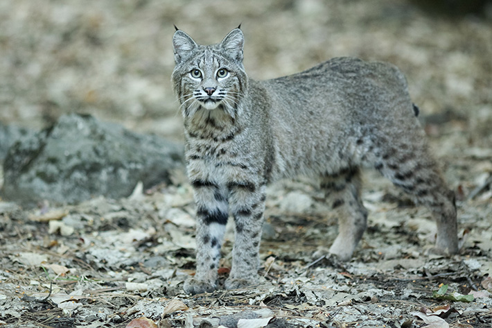 Bobcats Near Your Property? What to Know and What to Do