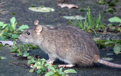 Packrats Under the Hood? Call a Wildlife Removal Professional