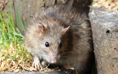 What You Should Know About Sewer Rats on Your Property