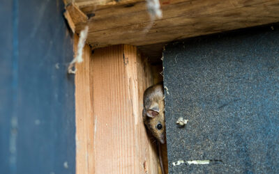 Hidden Wildlife Entry Points in Your Home and How to Prevent Them