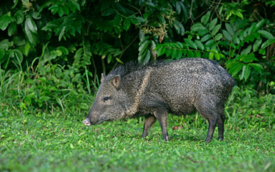 How To Address Unusual Wildlife Problems in Your Yard