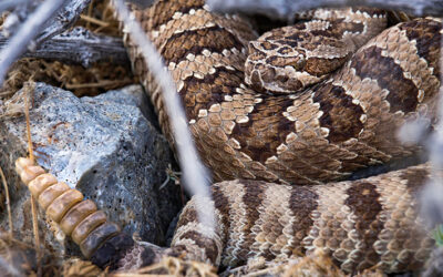 Arizona’s Scariest Wildlife Home Invaders