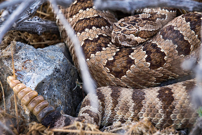 snake-and-wildlife-removal-services-in-Scottsdale-AZ